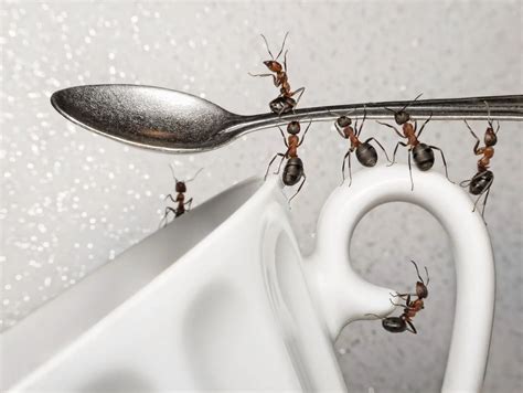 Ants in the kitchen. Things To Know About Ants in the kitchen. 